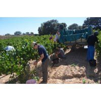 La D.O. Somontano da por finalizada la vendimia con más de 18.700.000 kilos de uva de alta calidad