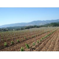 La D.O. Somontano renueva 215 hectareas de viñas dentro de su décimo plan de reestructuración del viñedo