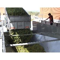 finaliza la vendimia en la D.O. Somontano