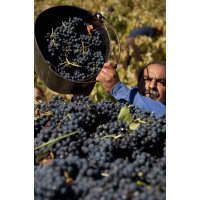 La Bodega Pirineos finaliza la vendimia con 3 millones de kilos de uva