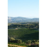 SOMONTANO UNA VENDIMIA TARDA Y DE CALIDAD