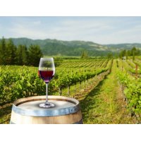 Sugerencias en el mundo del vino