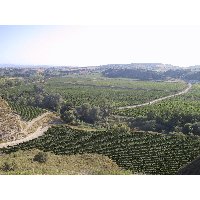 FINALIZA LA VENDIMIA EN BODEGA PIRINEOS