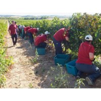 Bodegas Enate invita a Atades Huesca a participar en la vendimia 