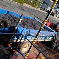 PIRINEOS COMIENZA LA VENDIMIA 2013